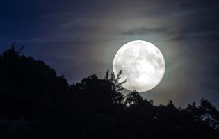 Full moon rising behind trees