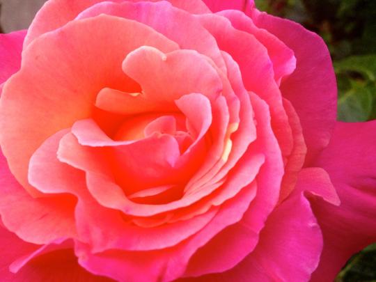 This is a close-up photo of a Color Magic rose