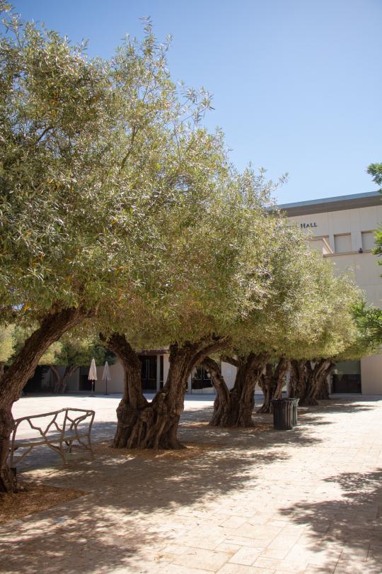 Olive trees in the Trione Courtyard