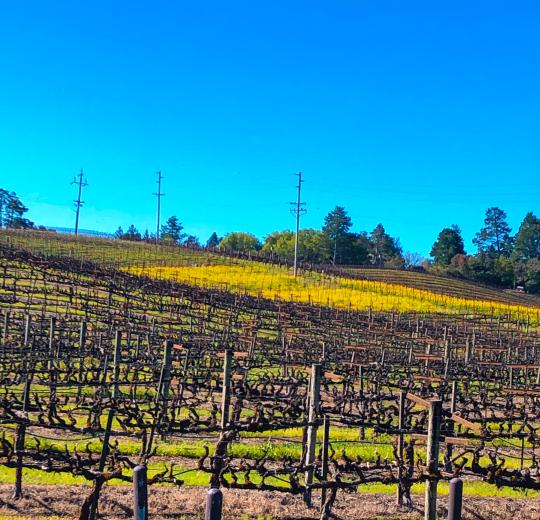 vineyard with rows of vines starting to grow, mustard in the back