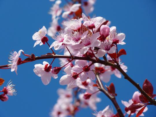 Cherry Blossoms against a blue sky